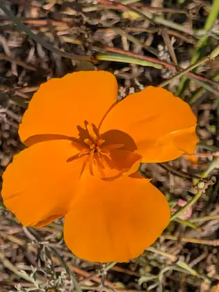 A single bright orange flower with four broad petals, wide open in the sun among dry stems and grass.