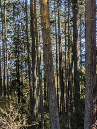 Tall, straight conifer trunks crowd a sunlit forest, with patches of blue showing through the gaps and pale dry twigs and low green brush at their feet.