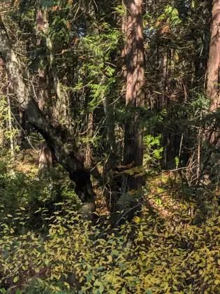 Sunlight slants into a dense forest of tall dark trunks and feathery evergreen boughs, with a carpet of yellow-leafed shrubs in the foreground.