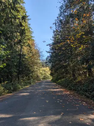 A quiet paved road runs straight ahead between tall evergreens and trees with yellowing leaves, fallen leaves scattered across the tarmac under a clear blue sky.