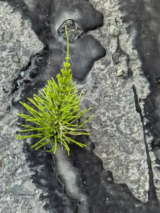 A single bright green plant with rings of thin, needle-like branches pushes up through a crack in grey asphalt streaked with black tar.