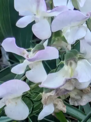 A close-up of a cluster of white flowers with pale pink-flushed petals and curling green tendrils among long narrow leaves, a few blooms browning at the edges.
