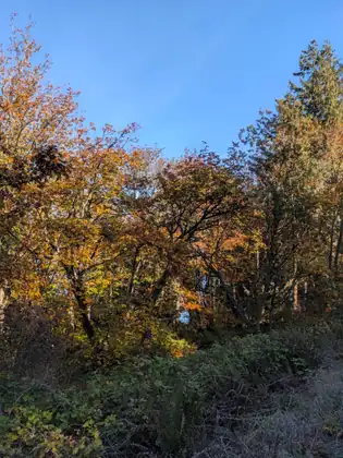 A stand of trees in orange, gold and green autumn leaf against a clear blue sky, with tangled green undergrowth and ferns below.
