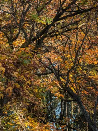 Looking up into a canopy of dark, mossy branches spread with big orange, gold and green leaves, the sky showing in small blue gaps.