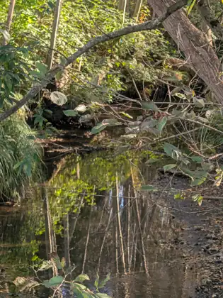 A still creek reflects slender tree trunks and green leaves, framed by a mossy branch arching across the top and leafy twigs hanging over the water.