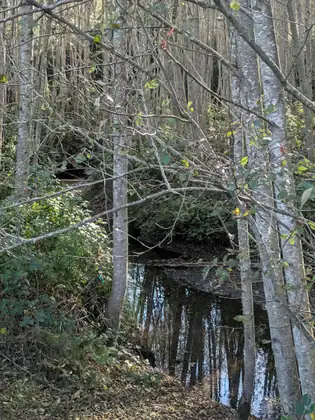 A dark, still stretch of creek winds between pale-barked trees, its surface mirroring their trunks, with bare twigs and leaf litter on the bank in the foreground.