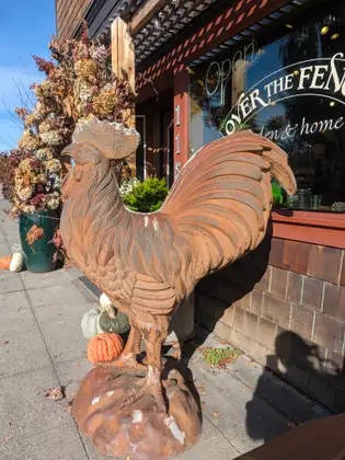 A large rust-coloured rooster statue on a rock-shaped base stands on the sidewalk outside a shop, its window showing an Open sign and the cut-off lettering OVER THE FEN, with pumpkins and a pot of dried flowers beside it.