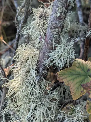 Pale, hair-like lichen hangs in thick tufts from a reddish-brown branch, with a yellowing green leaf at one side.