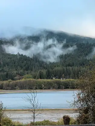 Mist drifts across a dark forested hillside above pale blue water, with two small buildings tucked in at the edge of the forest, a band of leafy trees along the shore, wet flats and a bare sapling in the foreground.