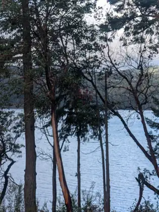 Rippled grey-blue water seen through a screen of tall trees, one with a pale, streaked trunk and reddish branches, with a wooded far shore under a white sky.