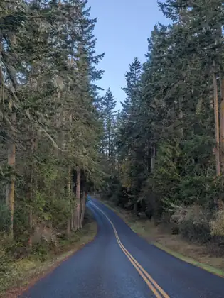 A two-lane road with a double yellow centre line curves away between towering conifers hung with moss, with a mailbox and driveway on the right under a pale blue sky.