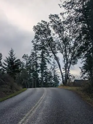 A damp road with a worn double yellow line climbs to a crest between dark conifers and a tall, forked tree leaning out against a sky of grey cloud.