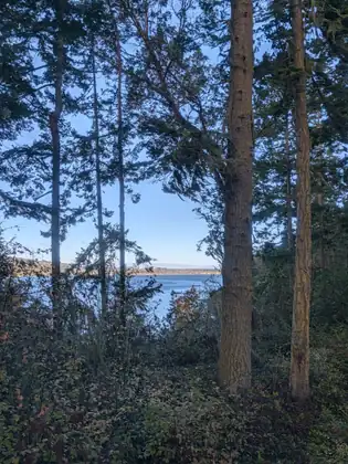 Tall straight trunks and feathery conifer branches frame a gap in the woods where blue water, a small dock and a low far shore show beneath a clear sky, with leafy undergrowth below.
