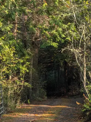 A leaf-strewn gravel track runs into a dark tunnel of tall conifers, their feathery branches lit by sun, with ferns at the right and the end of a metal gate at the left edge.