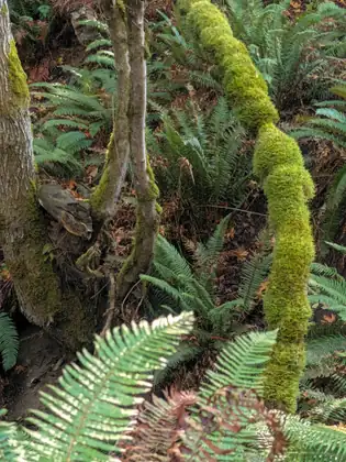 A branch thickly coated in bright green moss snakes down through a hillside of ferns and fallen brown leaves, beside mossy tree trunks.