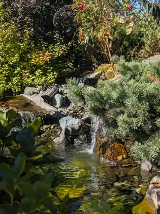 Water spills in small cascades over grey rocks and a weathered log into a clear, sunlit pond, edged by a low bushy evergreen with long needles, leafy shrubs and a small tree hung with red berries.