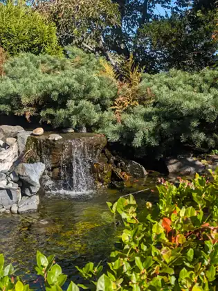 A small waterfall pours from a flat dark rock into a clear garden pool ringed with grey stones, under a mound of soft-needled evergreen, with glossy green leaves in the foreground and blue sky above.