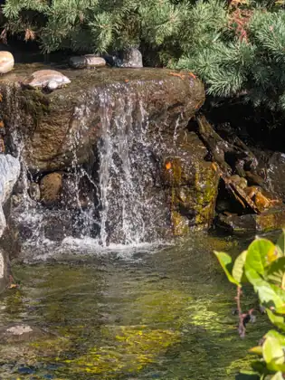 Up close, water sheets over the lip of a broad mossy rock into a sunlit pool, where a small turtle figure sits at the edge between smooth pebbles beneath overhanging evergreen needles.