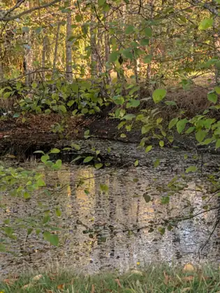 A still pond scattered with fallen leaves lies beneath overhanging green branches, with slender trees glowing in low sunlight and a wire fence behind them on the far bank.