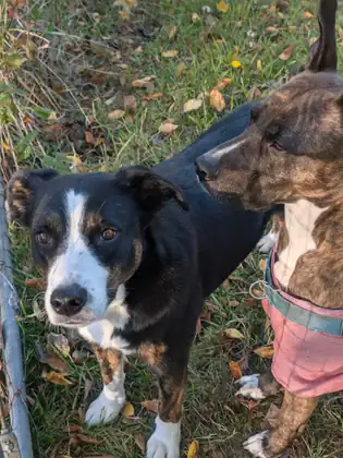 Two dogs stand on grass scattered with fallen leaves beside a metal fence post, a black-and-white dog with tan markings looking up at the camera and a brindle dog in a pink coat and teal collar looking away.
