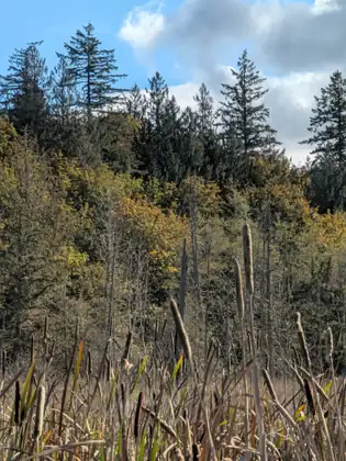 Tall brown cattail seed heads rise from a stand of dry reeds in the foreground, in front of a hillside of dark evergreens and yellowing leafy trees under a blue sky with white clouds.