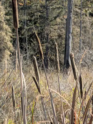 A close view of several brown cattail seed heads on tall stalks among dry, pale reeds, with a weathered gray dead tree trunk standing in the shadowy woods behind them.