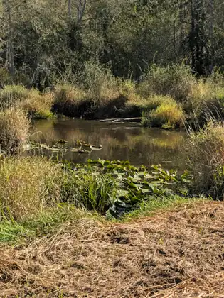 A slow, dark stretch of water winds through a marsh between clumps of tall green and golden grass, lily pads floating near the bank and a log lying across the water, with dense trees behind.