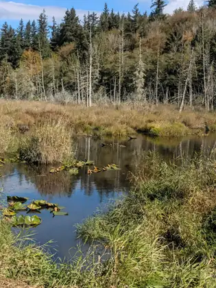 Still water reflecting the trees winds through a marsh of golden grass, with lily pads floating in the foreground and a line of bare silvery dead trees standing in front of dark evergreens beyond.