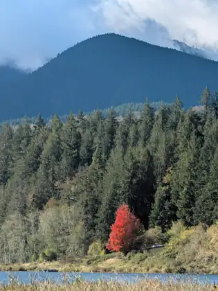A single bright red-leafed tree stands out beside a small building on a shoreline of dark evergreens, below a steep forested mountain with clouds drifting across its shoulder and a strip of blue water in front.