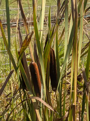 A close view of thick brown cattail seed heads among tall green and yellowing blades of leaf, with a wire fence and a sunny green pasture showing through behind them.