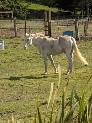 A pale cream horse with a long blond mane and tail stands in a sunny green pasture, its head turned toward the camera, in front of metal gates, wooden fence posts and a blue barrel.