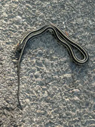 A slender dark snake with pale yellow stripes running its length lies in a loose loop on rough gray asphalt.