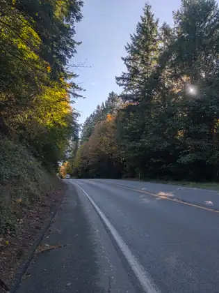 A two-lane road curves away between tall evergreens and trees turning orange, the sun glinting through the branches, with a white camper far ahead and a narrow shoulder running along a grassy bank.