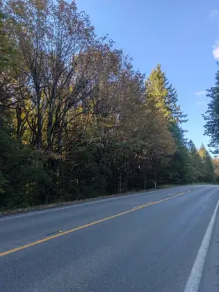 A two-lane road with a yellow center line sweeps past a tall stand of leafy trees, their leaves turning bronze and gold, with tall evergreens beyond under a clear blue sky.