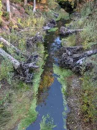 Looking down onto a narrow, still creek edged with bright green growth and crowded with fallen logs and upturned root masses, between steep banks of grass, shrubs and gravel.