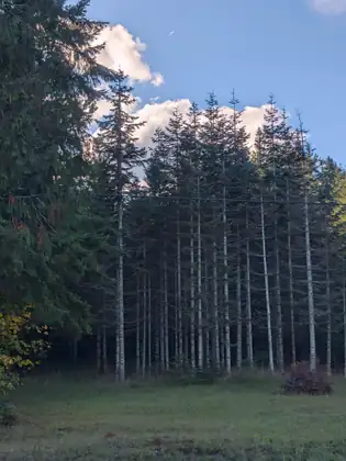 A dense stand of tall, straight evergreens with pale bare lower trunks rises beyond a grassy clearing, a power line crossing in front of them, under a blue sky with white clouds.