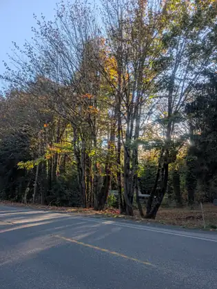 Late sunlight slants through a row of leafy trees turning yellow and orange beside a two-lane road, long shadows stretching across the asphalt and fallen leaves covering the ground beneath the trunks.
