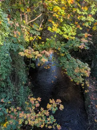 Looking down at a dark, shining stream flowing beneath overhanging branches of large lobed leaves turning yellow and orange, with ivy and green shrubs crowding its banks.