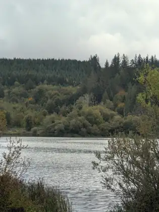 Rippled silver water spreads below a hillside thick with dark evergreens and leafy trees just starting to turn, framed by small-leaved shrubs and reeds on the near bank under a pale gray sky.