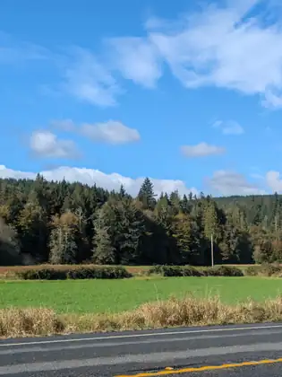 A bright green field edged with dry golden grass and low hedges stretches from the roadside toward a dense stand of tall evergreens and a utility pole, under a blue sky with scattered white clouds.