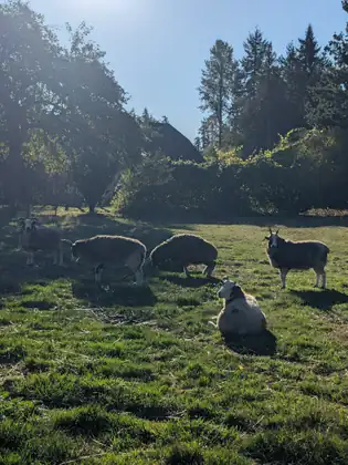 Five sheep, several with curling horns, graze and rest on a sunlit green pasture, one lying down in front, beneath leafy trees, tall conifers and the dark roof of a building, with the low sun glaring through the branches.