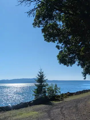 A lone young conifer and a leafy shrub stand at the edge of a rock-lined shore beside a gravel lane, against sparkling blue water, a low line of distant hills and a clear sky under an overhanging tree.