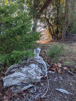 A pale, weathered chunk of fallen wood, its grain deeply twisted and furrowed, lies among young conifers and fallen brown leaves beside a path leading toward a bright gap in the trees.