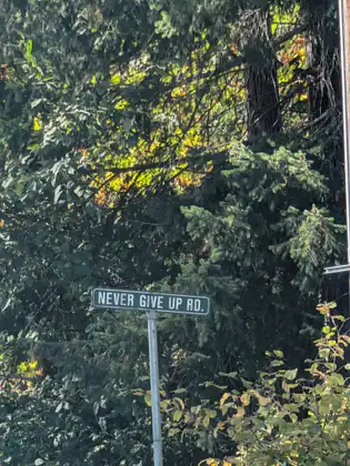 A green street sign reading NEVER GIVE UP RD. stands on a metal pole in front of dense evergreens and leafy shrubs, with sunlit yellow foliage glowing through the branches behind.