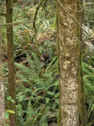 Dense, glossy green ferns fill a sunlit forest floor between moss-covered trunks, with a broad, pale, mottled trunk in the foreground and fallen orange leaves scattered among the fronds.