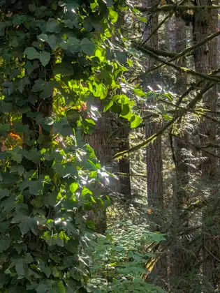 A climbing vine of glossy lobed leaves, lit bright green where the sun catches it, wraps a tree trunk at the left, beside tall dark trunks and moss-hung branches in a shadowy forest.