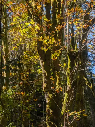 Sunlight shines through yellow and orange autumn leaves onto a cluster of moss-covered trunks, with green undergrowth and shadowy forest behind and patches of blue sky above.