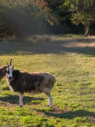 A horned sheep with a black-and-white face and a shaggy brown and cream fleece stands side-on in a sunlit pasture, looking straight at the camera, with another sheep at the left edge and trees behind.