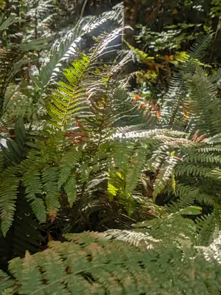 Sunlight catches arching green fern fronds, lighting one a bright yellow-green, in a dense patch of ferns with orange leaves and a dark tree trunk in the shadowy woods behind.