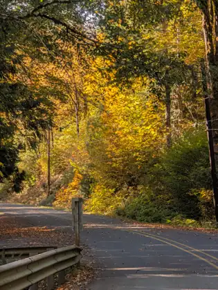 A two-lane road curves left past the end of a metal guardrail and a wooden post, beneath a hillside of trees glowing gold and orange in the sun, with power lines strung across the leaves.